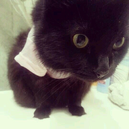 shadow_lokko's profile picture. Livin' the cat life!