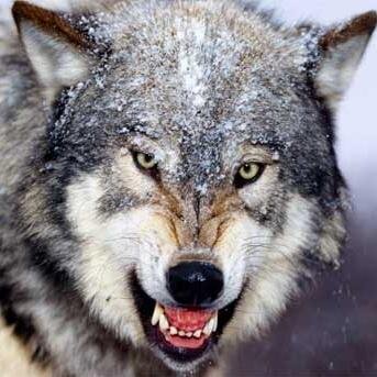 ShankPvP's profile picture. i play xbox so add me GT- xWolfehh