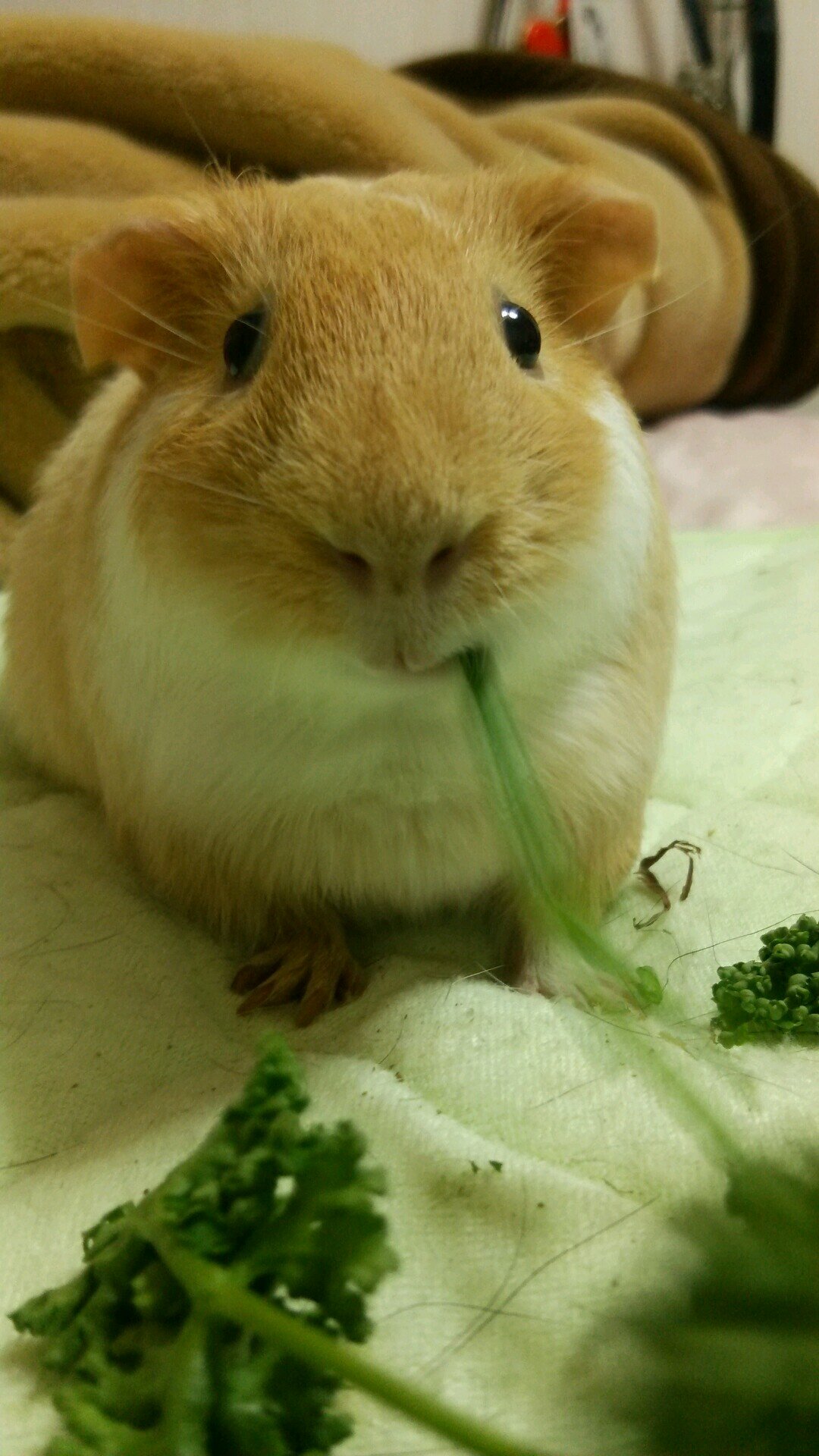 どうしようもなくポンコツ。ネガティブ。主に子供のこと。無言フォローすみません＞＜
H27長男誕生。
H29長女誕生→新生児溶血性疾患(ABO不適合)により交換輸血済。
R2次男誕生→完全大血管転位症(Ⅰ型)によりジャテン手術済。