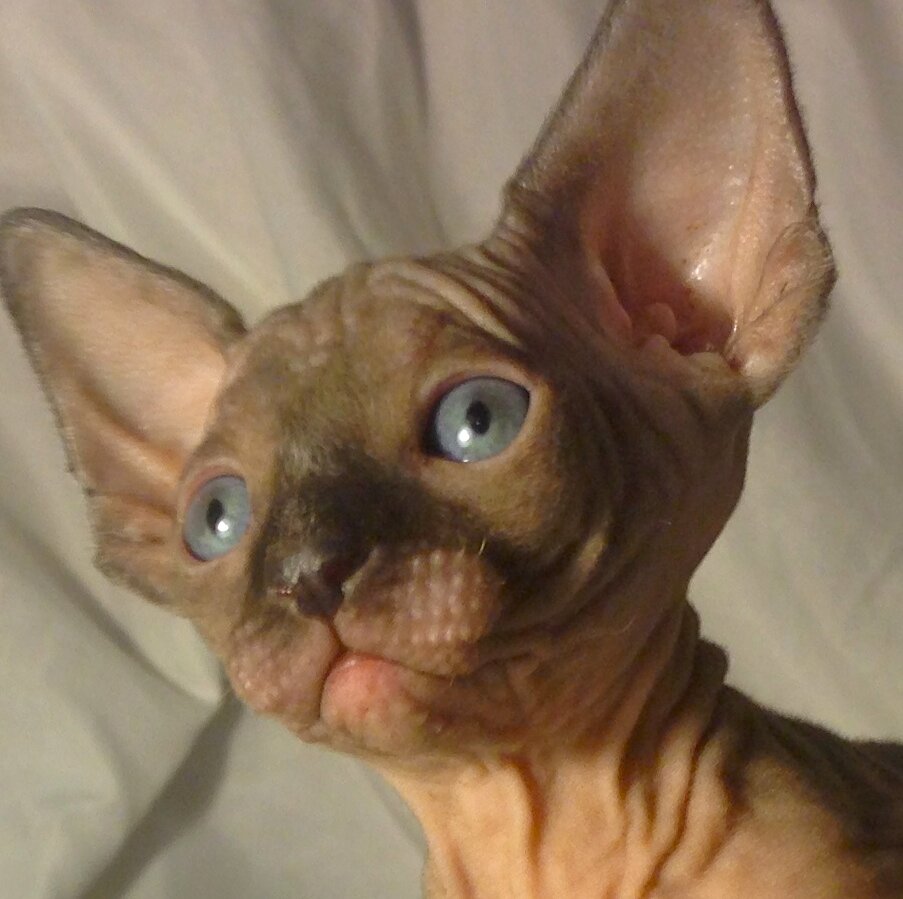 Bringing the show to your home. Specializing in Sphynx, Elf, Bambino, and persians. Breeding and Showing. Top Pedegree Felines giving you Exotic Perfection