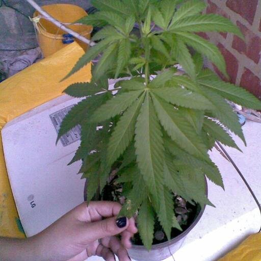(◕‿◕) 4.20 (◕‿◕)                       cultivando el futuro ,la vida pa´ fumar nos dio demasiado  motivos
