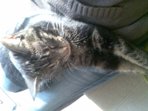 TeuntjeCat's profile picture. I am a very cute kittycat. My human Curls got me from an asylum. Likes: Cuddles, sleeping, Anything flying, chatting.. Dislikes: rain, other cats