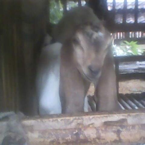 oimmpr's profile picture. merdeka 45  salam satu jiwa