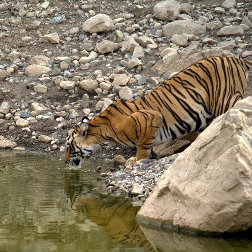 shillmaster's profile picture. An avid wildlife enthusiast and a Formula 1 fan