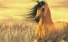 het liefde van een paard blijf je houden ♡