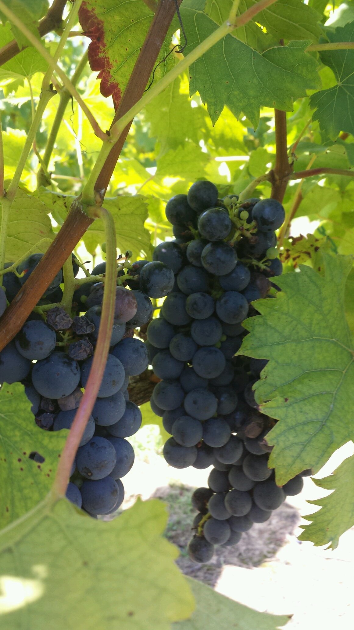 dizblo420's profile picture. 