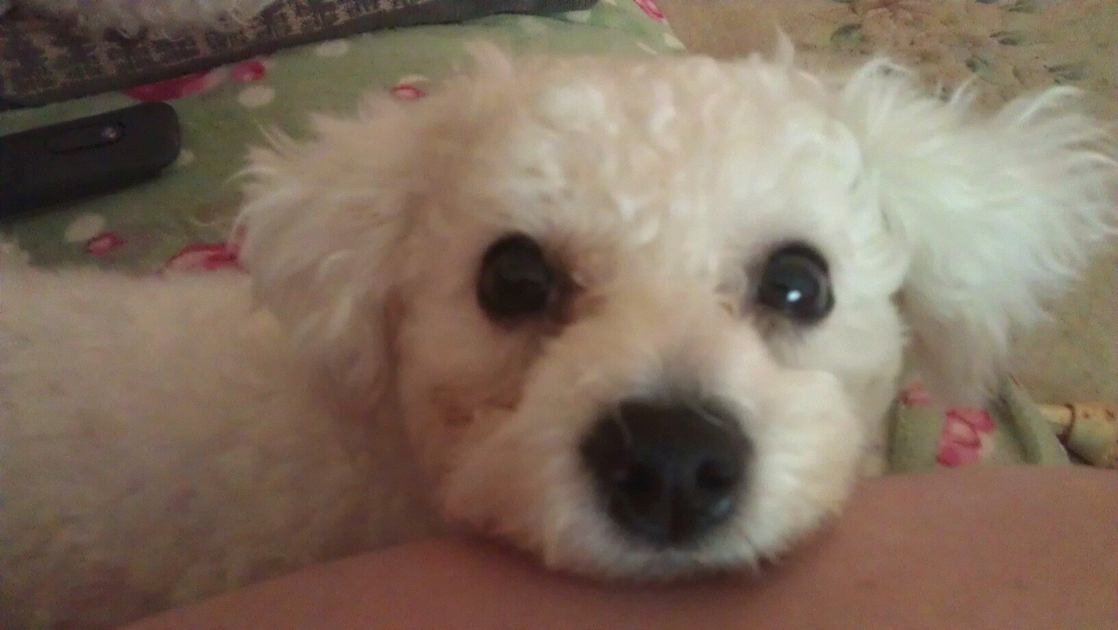 careychristie73's profile picture. Was an Anaesthetic nurse, worked my ass off to get my nursing degree in 3 yrs ! Loved my job! :'( Had fibromyalgia approx 8 yrs now, undiagnosed for 5!!