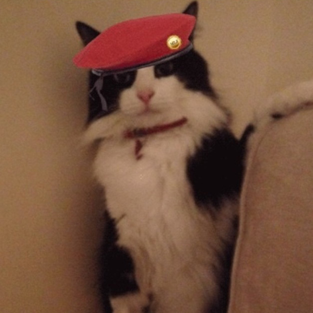 BellaEyreCat's profile picture. Its not easy out here for a three legged cat #wlf