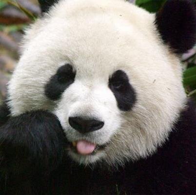 altamente8's profile picture. 