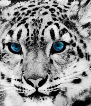 I3Bo0Dksa's profile picture. 