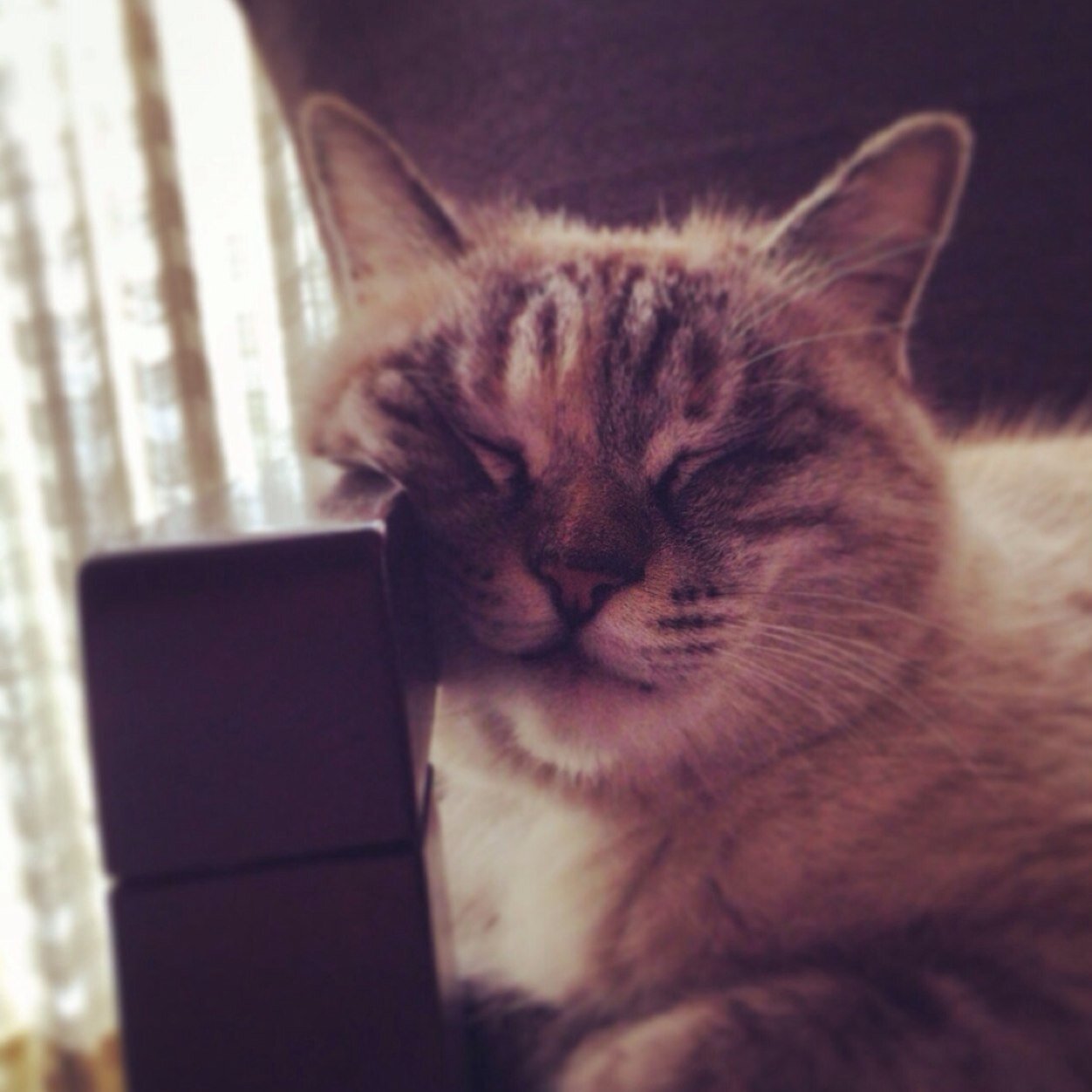 pekey1993's profile picture. 現在使用しておりません