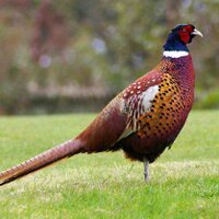 Dave the pheasant (@colinblyth) 's Twitter Profile