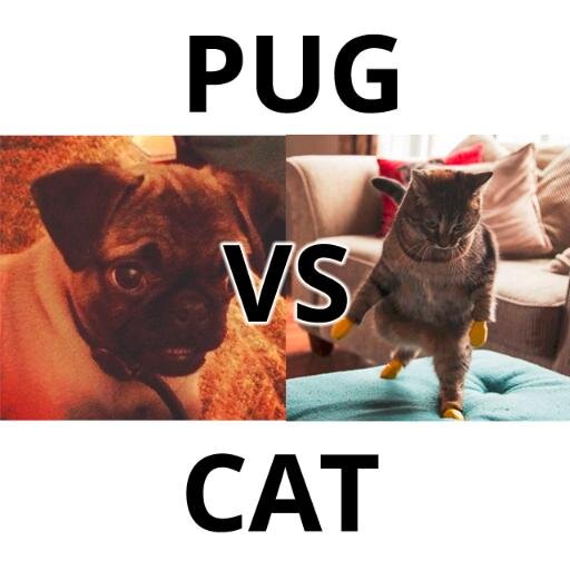what is the difference between a pug and a bulldog pug vs cat pugvscat what is the difference between a pug and a bulldog pug vs cat pugvscat