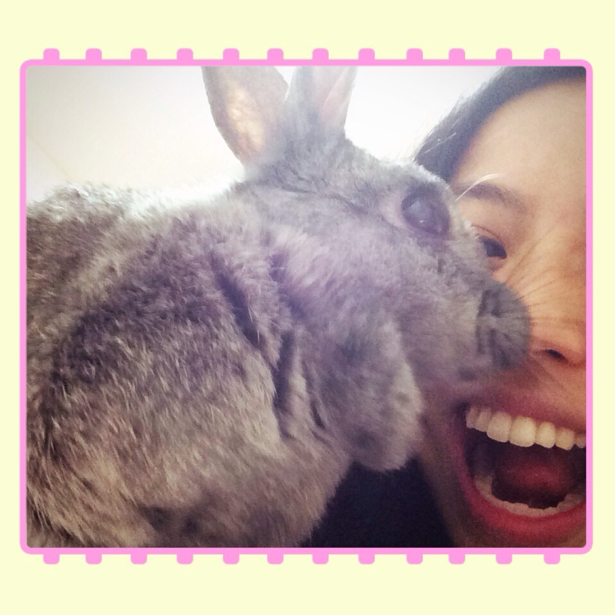 🐰