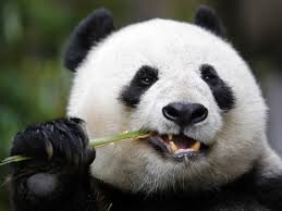 The mayor that DC deserves. Panda!