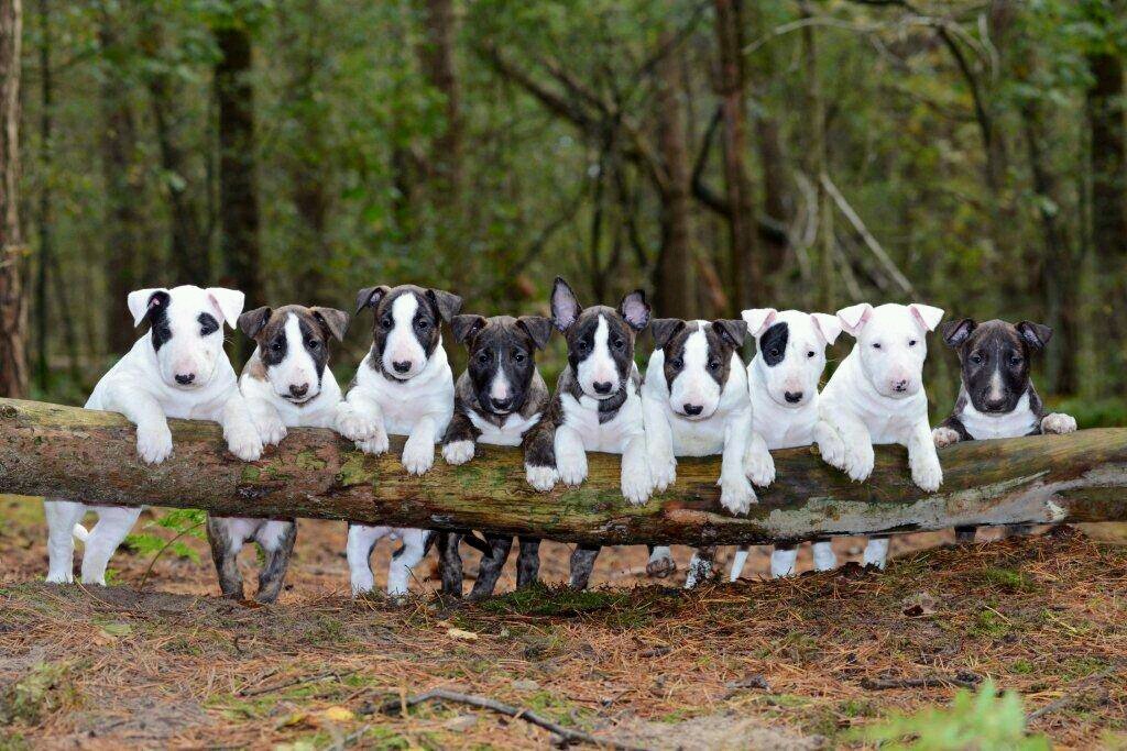 Projectleider Installatietechniek Equans, Hondenfokker (Bullterrier Standaard)