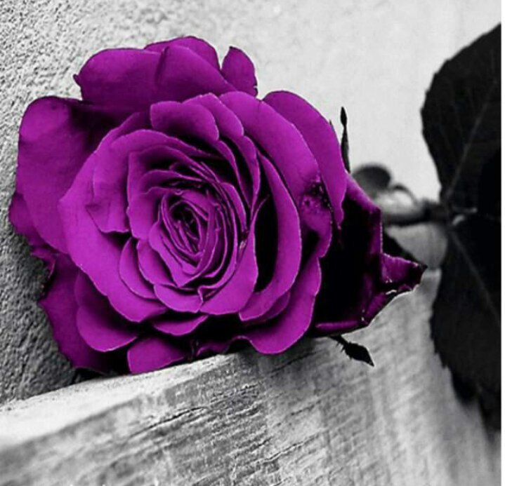 l77n_10's profile picture. ،،ﻻاله اﻻانت سبحانك اني كنت من الظالمين،،