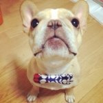 milkwalk1's profile picture. 2008年10月13日沖縄生まれ東京育ちのフレンチブルドッグ『みるく』 ハニーパイドの女の子^ ^ 甘えん坊8歳のさんぽ道『みるくさんぽ』(((o(*▽*)o))) followme 
◼︎Instagram 【@milkwalk】