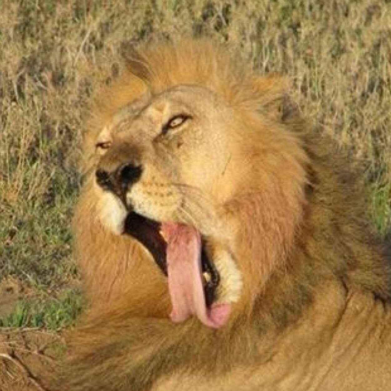 cos kenya not