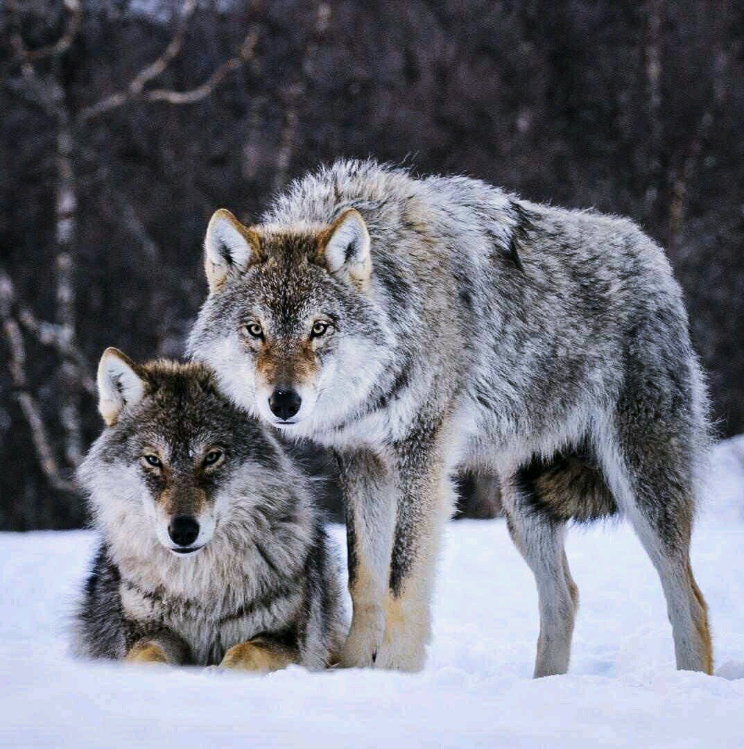 SummonTheWulf's profile picture. The undercover reviewing of quality service and products for consumers all over. Exposing the good, the bad, and the ugly side of customer service and products.