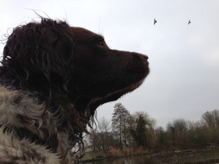 Springer Spaniel. Cheeky by nature. 21/08/05 - 26/06/20. 🌈 Tough girl. ❤️