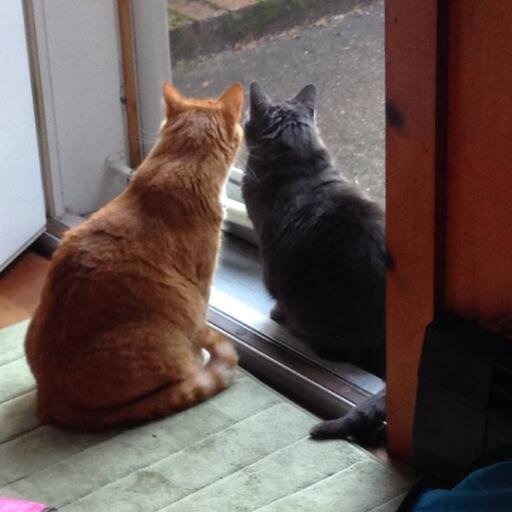 imslinkee's profile picture. Love my kitties, Red Paw Emergency Relief Team (my tweets are my own), the Carolina Panthers, my family, my friends and working out!