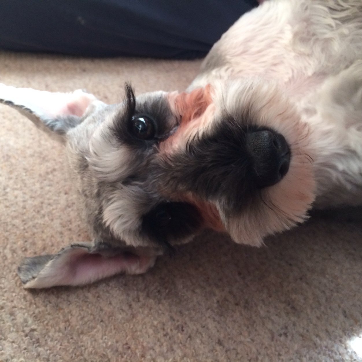 erist_2's profile picture. ニコ関連専用のアカウントつくりました。NICO Touches the Wallsが大好きです。よろしくお願いします！