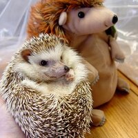 びーえむ (@slottersbar) 's Twitter Profile Photo