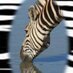 Kzn sightings (@kznsightings2) Twitter profile photo