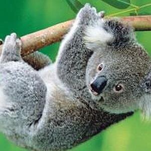 TOYOTAtwit's profile picture. Блог фаната Тойоты. E-mail TOYOTA@e-pismorf.com и ТОЁТА@е-письмо.рф  Skype lyscovo7