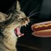 CatInTheFridge (@refrigeratorcat) Twitter profile photo