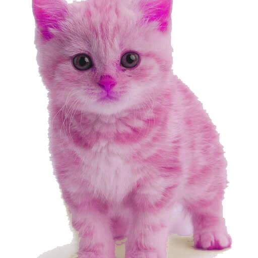 thepinkcat3387's profile picture. 