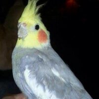 hennie Zinsmeister (@henniehz) 's Twitter Profile