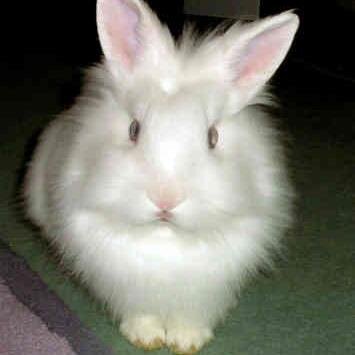 SUPERNATURAL & BUNNIES. Love either? You're One Of My Kind! (follow the white rabbit, Neo) Animal Lover & Sci-fi / #SUPERNATURAL FAN! #SPNFamily