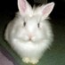 Supernatural Bunny Tales (@spn_sarita) Twitter profile photo Supernatural Bunny Tales (@spn_sarita) Twitter profile photo