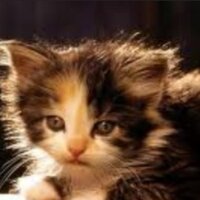 Eclipsepaw (@eclipse_of_mc) 's Twitter Profile