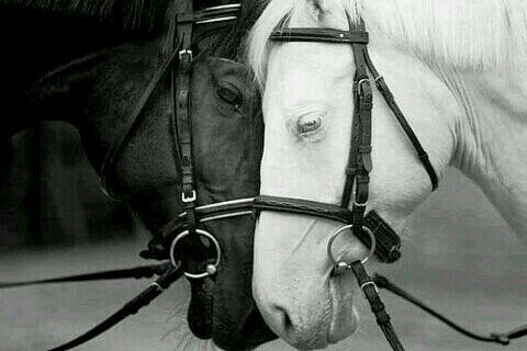 Ben jij gek op paarden? Dan moet je zeker dit account volgen voor leuke foto's en feitjes. Heb je vragen? Stel ze! Beheerders: @Heyiitsme_xo @x_Linde_xo