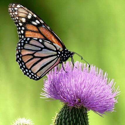 A Milkweed-Butterfly Recovery Alliance