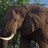 DesOosthuizen's profile image