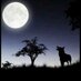 ساهر الليل (@oman93682462) Twitter profile photo