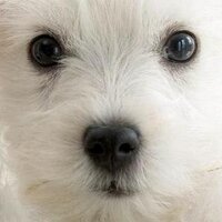 Marina Pérez (@pdlmarin) 's Twitter Profile