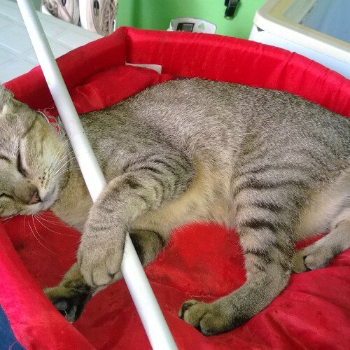 ramano72's profile picture. 