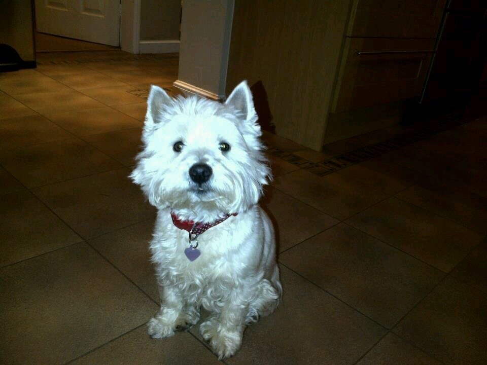 bibmcdee's profile picture. 