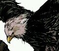 Kawwww! Representation of Washington D.C., Capitol of the United States of America. I'm also called Liberty. KAWWWWW [RP Statalia/Hetalia #BaldEagle]