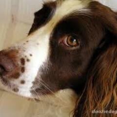 Springer_Riley's profile picture. 