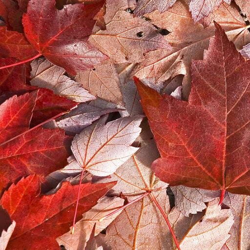 EhCrazyCanadian's profile picture. 