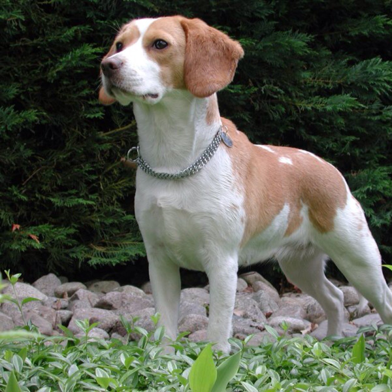 She-dog. Terrier. Pack pack, kill kill. Beta of BloodPack.