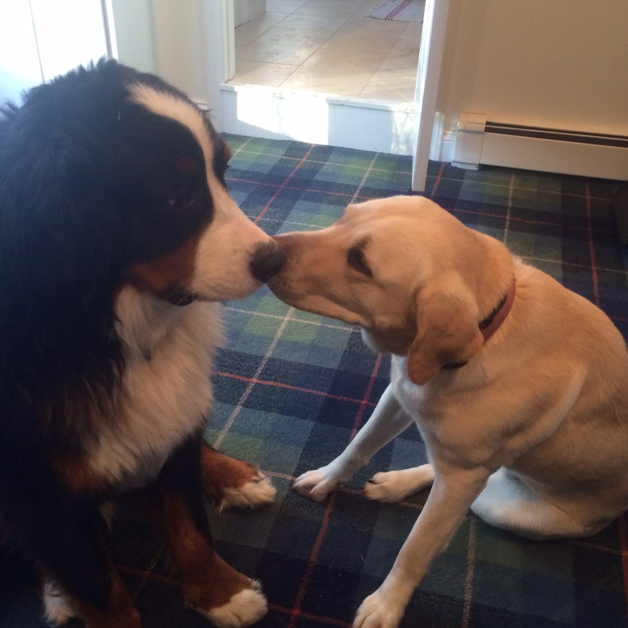 peacefulcello's profile picture. 