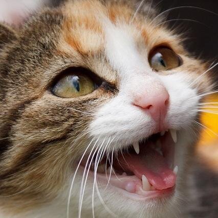 The freshest flow of smart quotes and funny jokes! (BTW the cat follows back!)