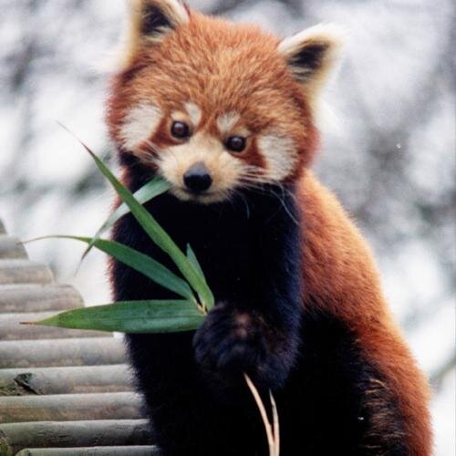 minecraftempore's profile picture. 